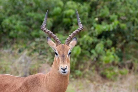 Impala 7384 Stock Photos