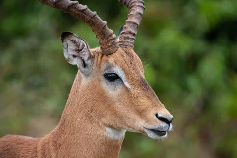 Impala 7387 Stock Photos