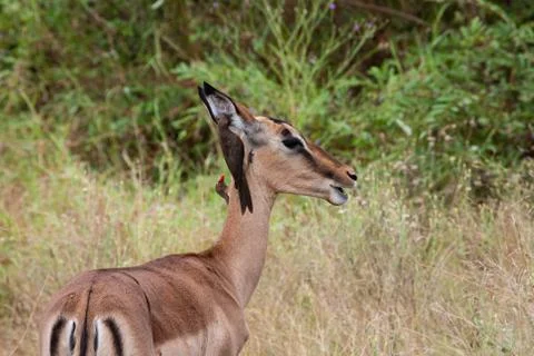 Impala 7405 Stock Photos