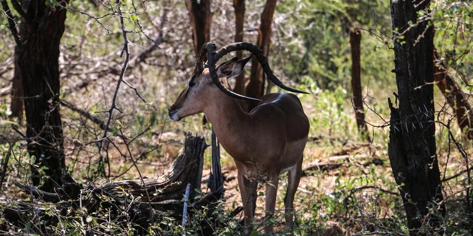 Impala with abnormal horns Stock Photos