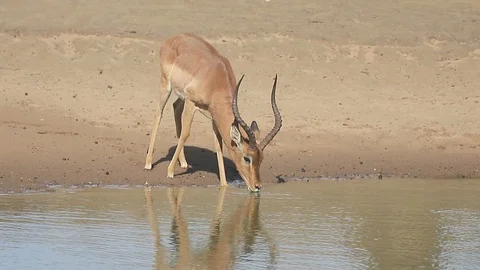 Impala, Aeplyceros melampus Stock Footage 98306393