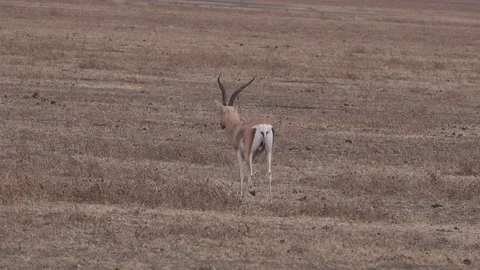 Impala after attack from a lion, Tanzania, Africa Video stock 83825581