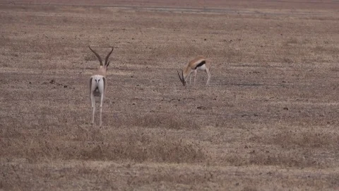 Impala after attack from a lion, Tanzania, Africa Video stock 83829622