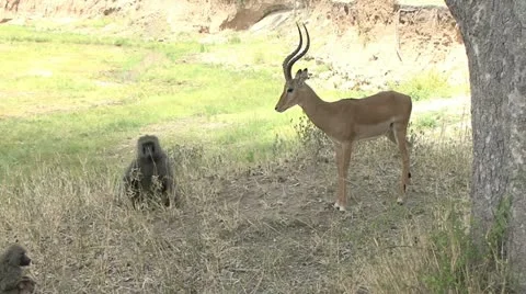 IMPALA AND BABOON INTERACT 動画素材 14808587