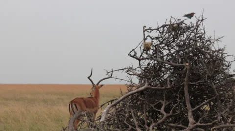 Impala and Bird Stock Footage 25697561