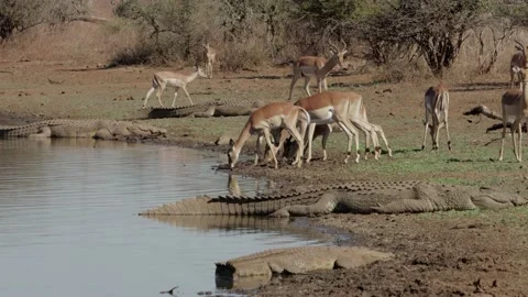 Impala and crocodiles Stockbeeldmateriaal 137863973