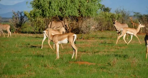 Impala and Oryx Stock Footage 60379176