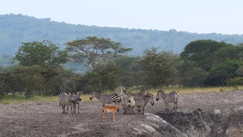 Impala and zebras, Uganda Stock-Footage 101613701