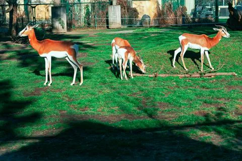 Impala animals Stock Photos