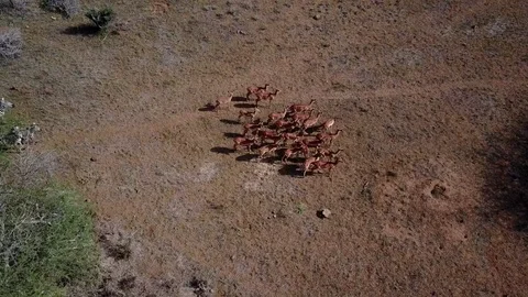 Impala Antelope, from aerial drone Video stock 77378140