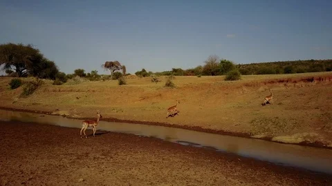 Impala Antelope, from aerial drone Stock Footage 81157088
