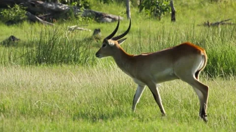 Impala antelope of botswana Stock Footage 45733375
