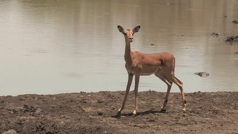 Impala antelope drinking at waterhole Video stock 84282841