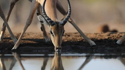 Impala antelope drinking at waterhole Stock Footage 115849703