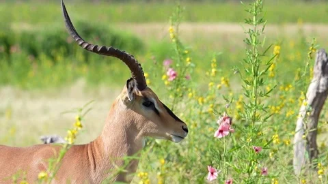 Impala Antelope Etosha Namibia Vídeo Stock 314892495