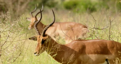 Impala Antelope Follow Shot Close-up Tracking Walking Movement Kruger Park Stock Footage 340397646