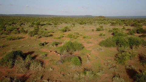 Impala antelope Vídeo Stock 77378089