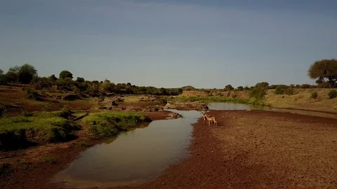Impala antelope Stock Footage 77378327