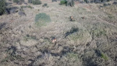 Impala antelope Stock Footage 95966291