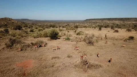 Impala antelope Video stock 96361383