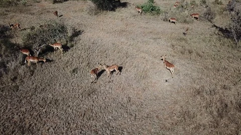Impala antelope Видео 96361403