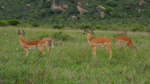 Impala Antelope graze Stock Footage 88562874