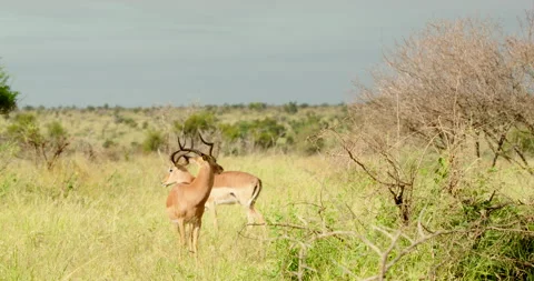 Impala Antelope Herd Walking in High Grass Skukuza Kruger National Park Sun Stock Footage 340397995