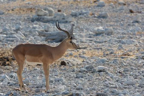 Impala antelope Stock Photos