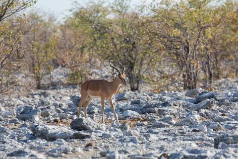 Impala antelope Foto stock