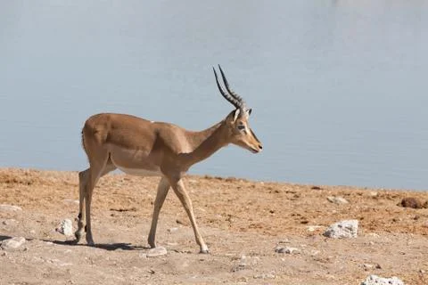 Impala antelope Stock Photos