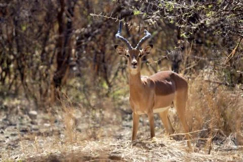 Impala antelope Stock Photos