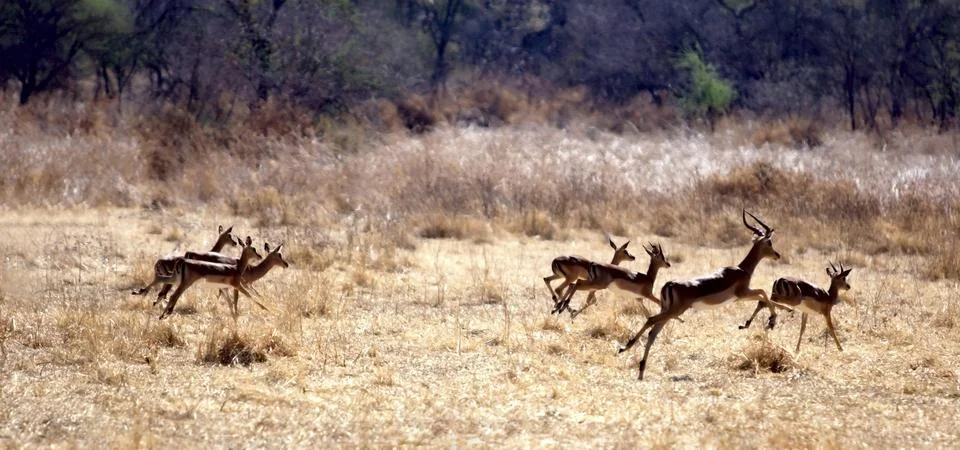 Impala antelope Stock Photos
