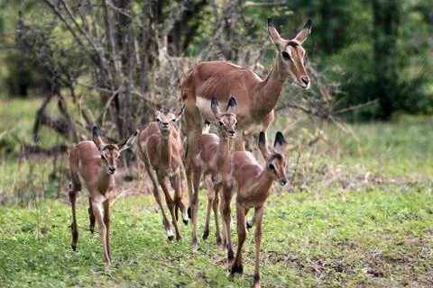 Impala antelope Stock Photos