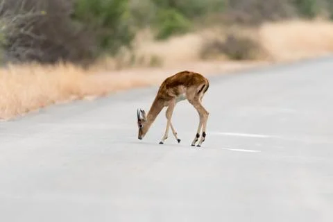 Impala antelope Stock Photos