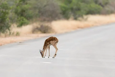 Impala antelope Stock Photos