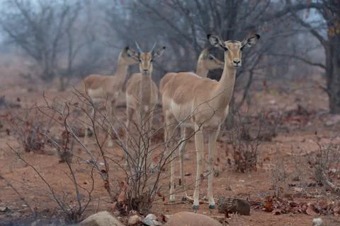 Impala antelope Stock Photos