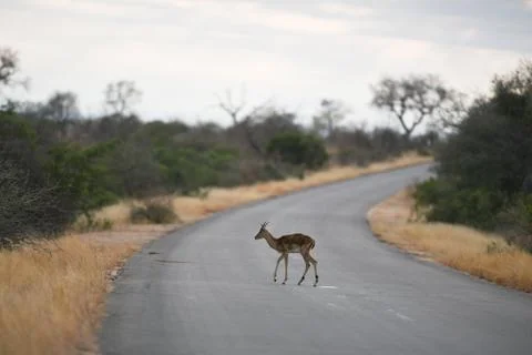 Impala antelope Stock Photos