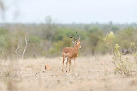 Impala antelope Stock Photos