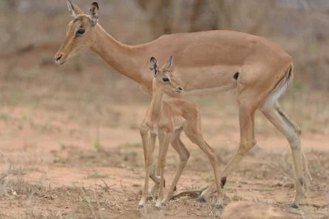 Impala antelope Stock Photos