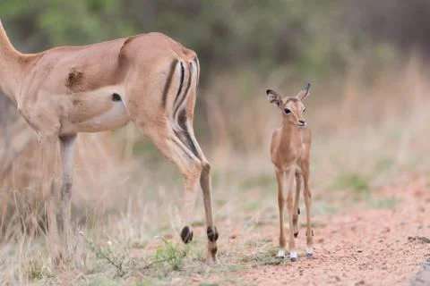 Impala antelope Stock Photos