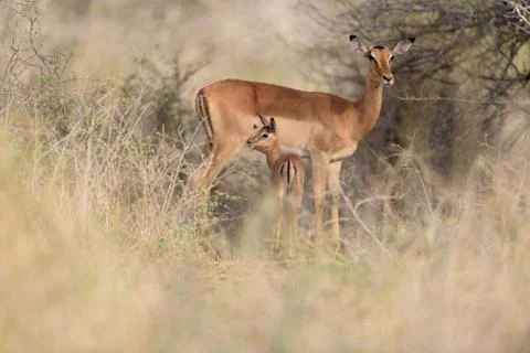 Impala antelope Stock Photos