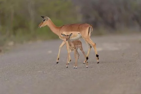 Impala antelope Stock Photos