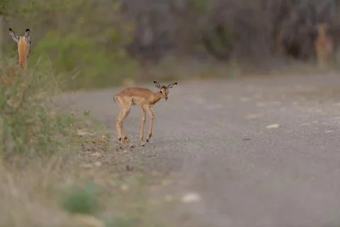 Impala antelope Stock Photos