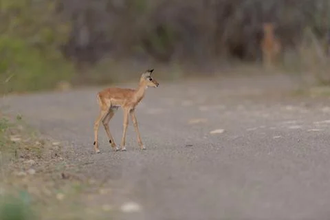 Impala antelope Stock Photos