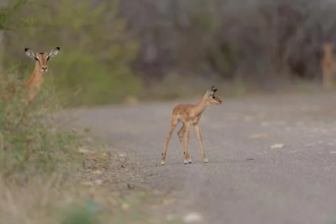 Impala antelope Stock Photos