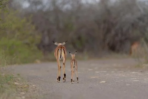 Impala antelope Stock Photos