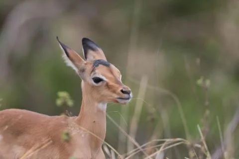 Impala antelope Stock Photos