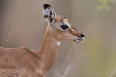 Impala antelope Foto stock