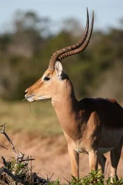 Impala Antelope  Ram Stock Photos