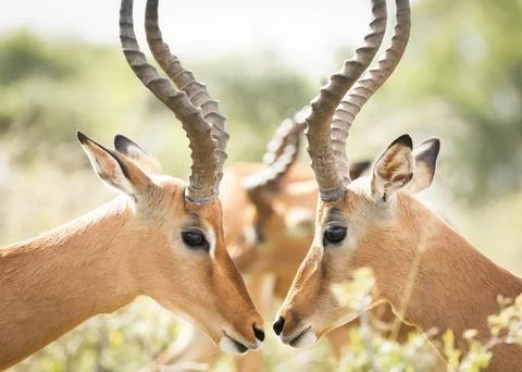 Impala antelope rams staring each other down Stock Photos